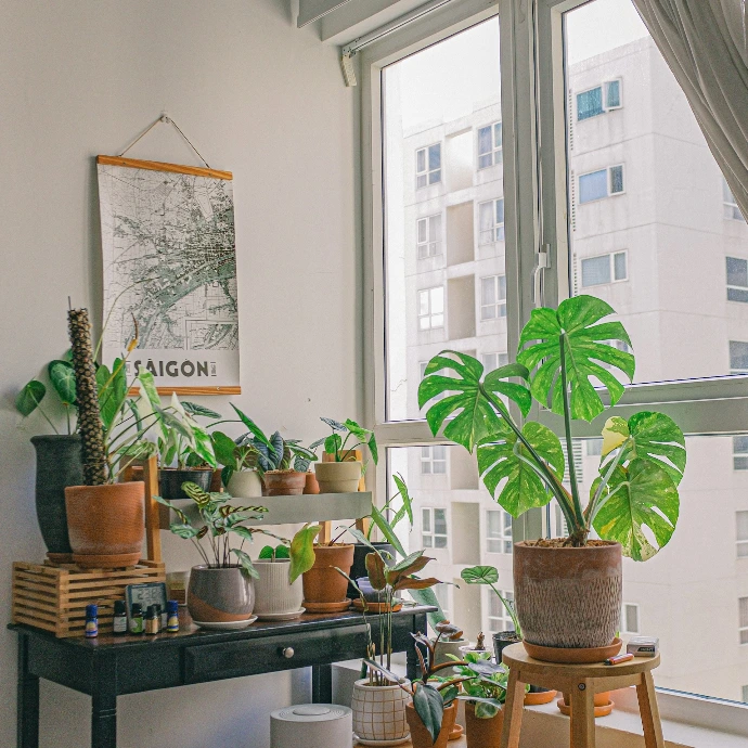 green potted plant on black table